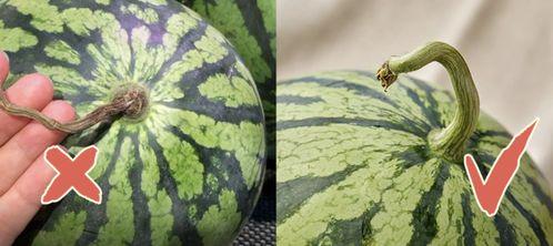 香港最新吃瓜事件,揭秘幕后真相与公众热议  第1张