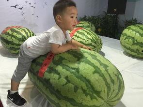 香港最新吃瓜事件,揭秘幕后真相与公众热议  第2张