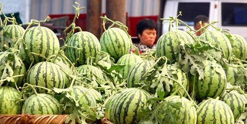 吃瓜还要扔瓜皮,环保责任重——扔瓜皮也要讲究方法  第1张