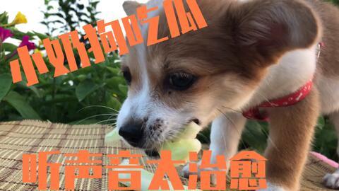 吃瓜狗的视频全集  第1张