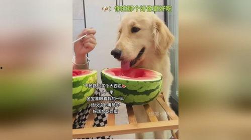 吃瓜狗的视频全集  第2张