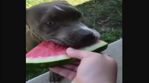 吃瓜狗的视频全集  第3张