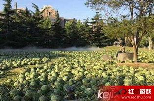 美术院吃瓜,一场吃瓜盛宴背后的艺术圈秘闻  第1张