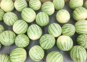 吃瓜视频真吃瓜在线观看,揭秘吃瓜视频背后的真实瓜果世界