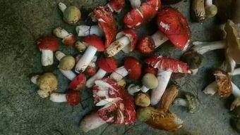 吃瓜菌菌,揭秘娱乐圈的甜蜜与苦涩 第3张 吃瓜菌菌,揭秘娱乐圈的甜蜜与苦涩 第3张