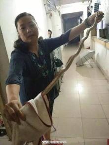 女寝打架吃瓜,一场校园打架事件的吃瓜记录