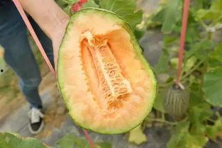 吃瓜19,一场全民参与的娱乐盛宴