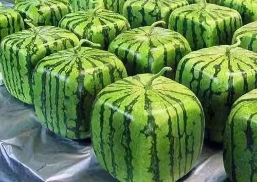 吃瓜变瓜,揭秘瓜类植物的神奇转变