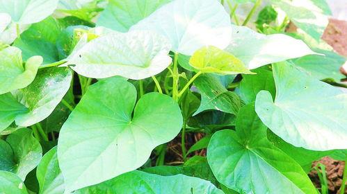 土瓜叶子怎么吃