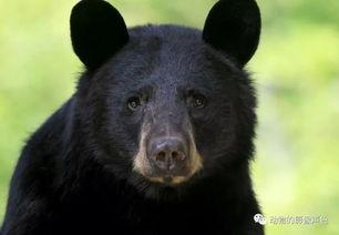 野外黑熊吃瓜,瓜果盛宴