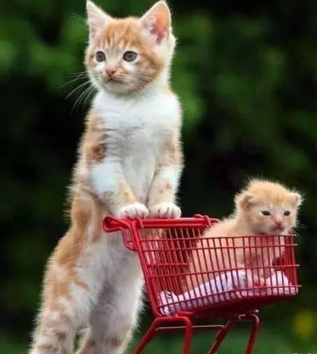 吃瓜动物萌图头像,吃瓜动物萌图头像大盘点