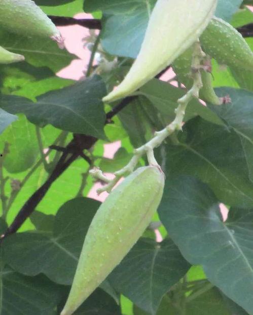 小番薯吃的瓜,一场味蕾的奇妙之旅