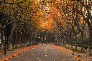 复旦大学吃瓜,揭秘“吃瓜”背后的故事