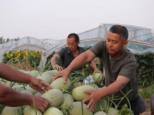 杜寺村吃瓜,一场别开生面的吃瓜狂欢