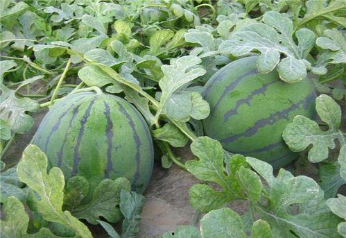 在班级吃大瓜,揭秘校园里的那些秘密与趣事