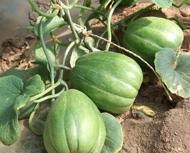 吃瓜影视病毒,揭秘娱乐圈背后的秘密风暴