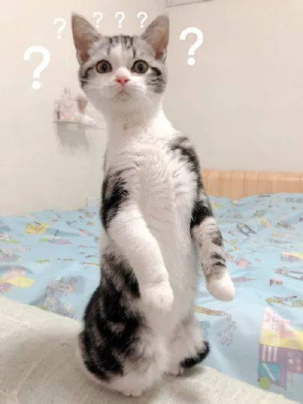 猫成精带你吃瓜,一场奇幻的吃瓜之旅