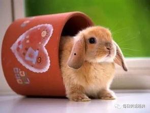 吃瓜兔子酱身世,身世之谜，揭开一段奇幻旅程