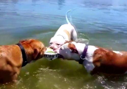 吃瓜的鹿,揭秘动物界的“吃瓜群众”