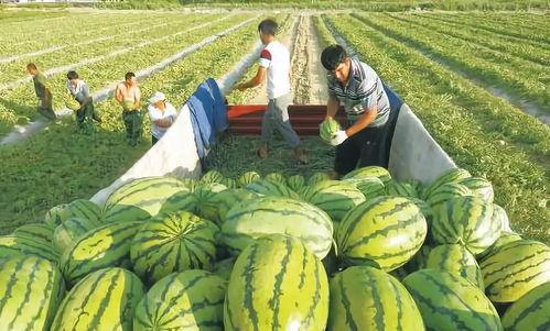 吃瓜中的线索及作用,揭秘网络舆论中的线索与影响力