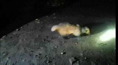 吃瓜的动物 鲁迅,吃瓜动物眼中的鲁迅世界