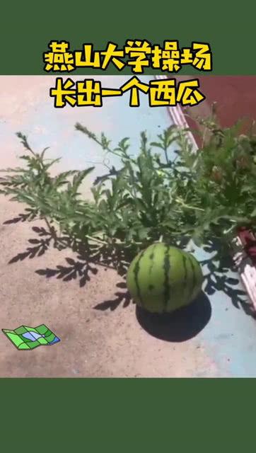 大学操场看台吃瓜