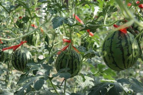 济南吃瓜哪里好吃