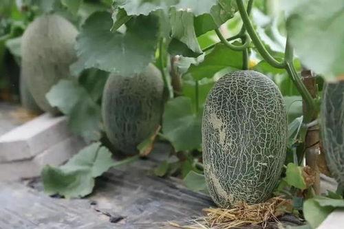 本土吃瓜,揭秘民间趣味与社交现象