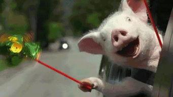 逗比吃瓜群众图片