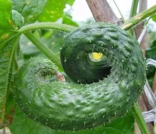 瓜弯怎么吃,解锁独特口感，尽享美味人生