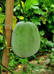 尿路感染吃冬瓜哈密瓜,天然利尿佳品，助力尿路感染康复之旅