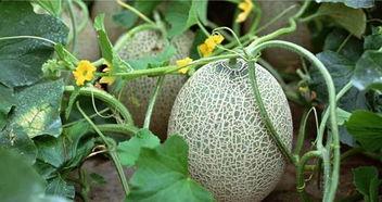 瓜熟吃瓜,揭秘瓜农的丰收喜悦与挑战